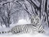 conho_ongcop_hotrang_whitetiger_pantheratigrisnls.jpg