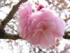 p1-spring-flower19.jpg