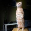 funny-20cat-2011-907651.jpg