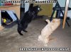 funny-cats-542148.jpg