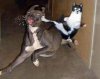 cat-dog-funny-598362.jpg
