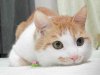 cute-cat-29.jpg