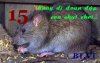 conchuot-can-suy-than-12300.jpg