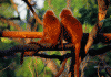 15-12bo-hinh-anh-dong-dep-va-cuc-hai-huoc1.gif