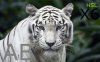 beautiful-cats-hd-11.jpg