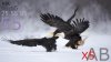 animals-hd-20.jpg