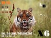Wildlife-Predators-Set2-53.jpg