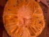 IMG0048A.jpg