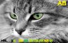 Cats-377.jpg