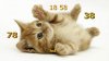 animals-hd-3.jpg
