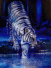 tiger.gif