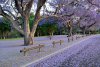 tham-hoajacaranda.jpg
