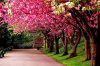 anh-dep-lam-hinh-nen-dien-thoai-1.jpg