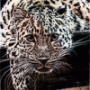 2330.gif