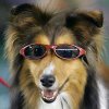 dog10.jpg