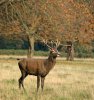 deer.jpg