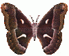 babochkia-498.gif