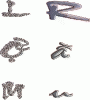 Lom rui.gif