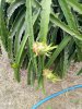 IMG20170721150441.jpg