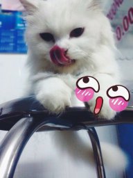 BạchMiu323