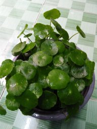 Tâm Tinh Tế