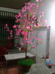 Bán quê 0 đồng