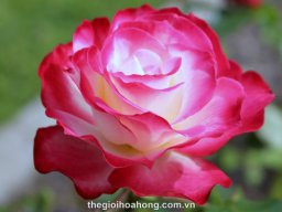TườnCát