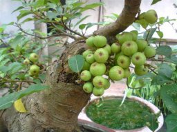 Bộ Trưởng