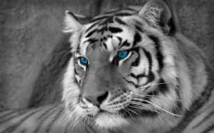 Tiger Trắng