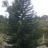 duypemeo