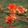 Kơnia