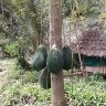 phongthan85