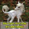 Lục Ánh 44