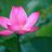 ha thanh