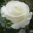 White Rose
