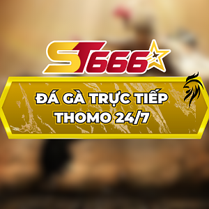 Đá Gà Trực Tiếp Thomo 24/7 – Cập Nhật Mỗi Ngày Trên ST666