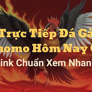 Truc-tiep-da-ga-thomo-hom-nay-c3