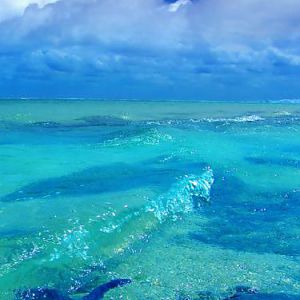 9_starfish
