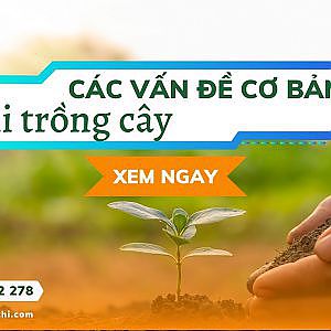 TÌM HIỂU CÁC VẤN ĐỀ KHI TRỒNG CÂY || NÔNG NGHIỆP THÁI THỊ - YouTube
