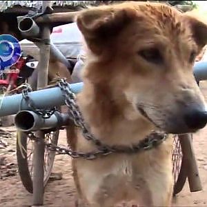 Bà cụ 73 tuổi và chú chó kéo xe - YouTube