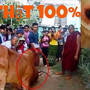 Con bò sắp bị mổ làm thịt quỳ xuống "khóc lóc, cầu cứu" và phát hiện dự thật khiến ai cũng rơi lệ - YouTube
