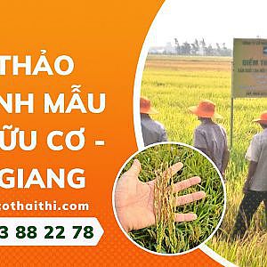 Nông Nghiệp Thái Thị - Trình Diễn Mô Hình Mẫu Canh Tác Lúa Hữu Cơ Ở Kiên Giang - YouTube